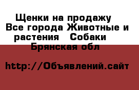 Щенки на продажу - Все города Животные и растения » Собаки   . Брянская обл.